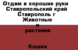 Отдам в хорошие руки - Ставропольский край, Ставрополь г. Животные и растения » Кошки   
